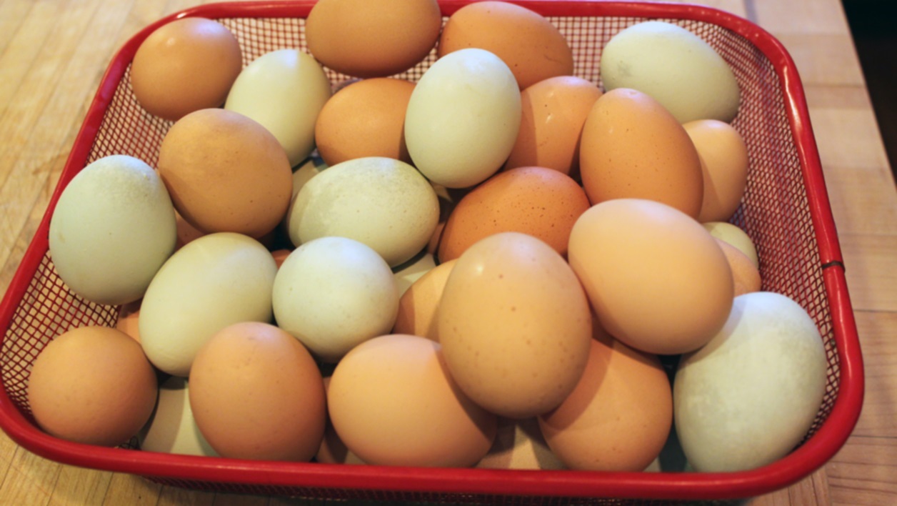 Какие яйца лучше купить. Fresh Eggs. Какие яйца лучше брать. Дес ЭГГ. Качество яиц фото.